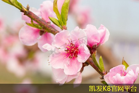  K8凯发app官网毛刷垫与其他清洁工具的比较分析