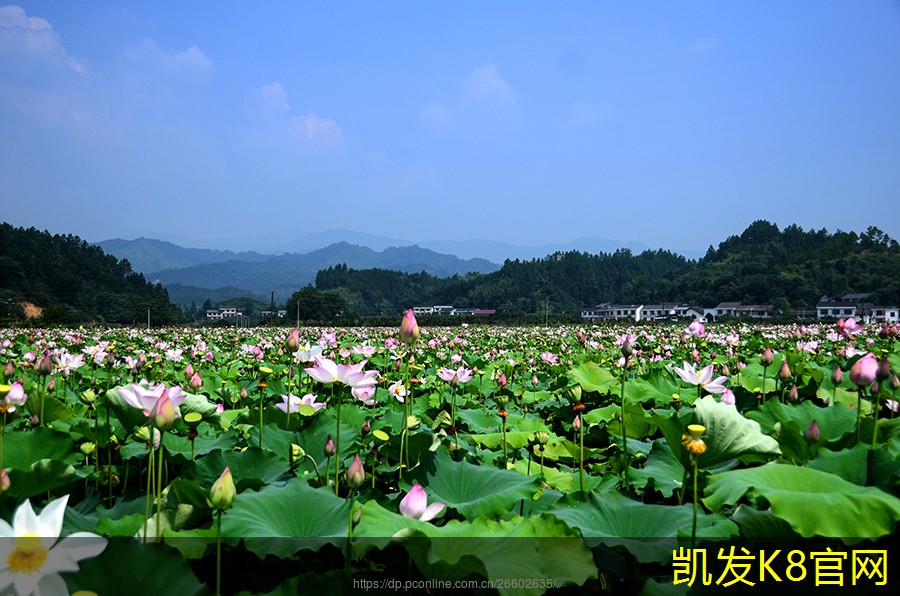  如何选择环保的地毯清洗方法
