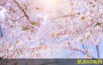  悬浮地板的设计趋势