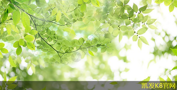  凯发K8在线官网毛刷垫在汽车清洁中的实用性