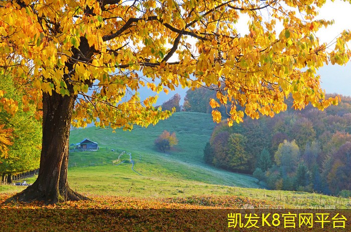  凯发K8官网登录手机版电梯地胶对抗磨损的效果