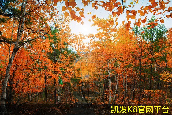 卷材门垫的优势与应用介绍