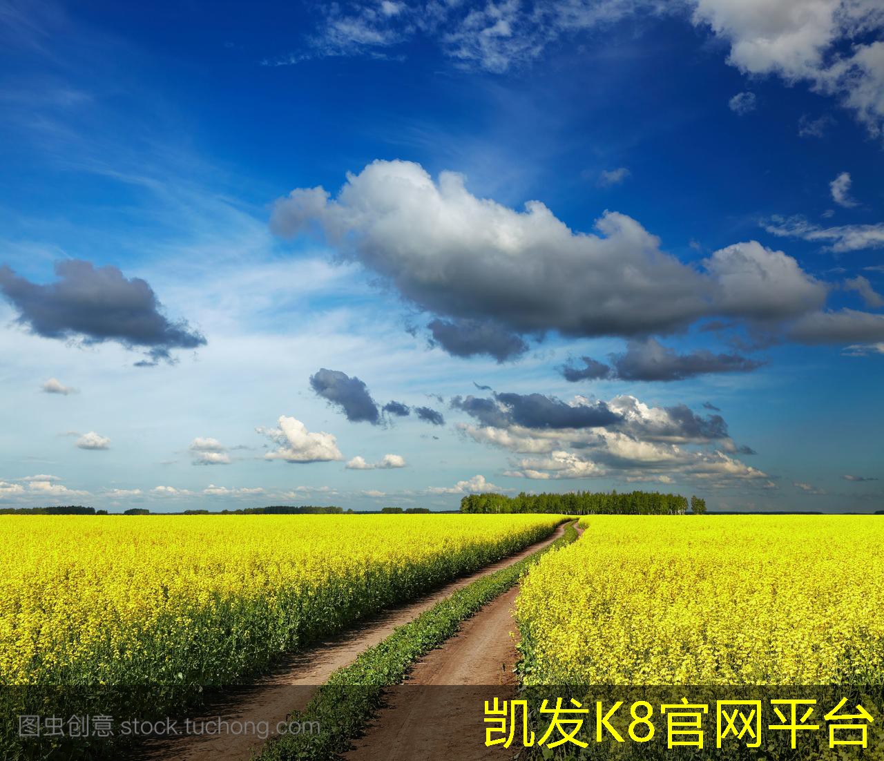 毛刷垫的种类及其适用场景解析