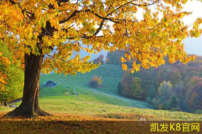 电梯地胶对抗磨损的效果