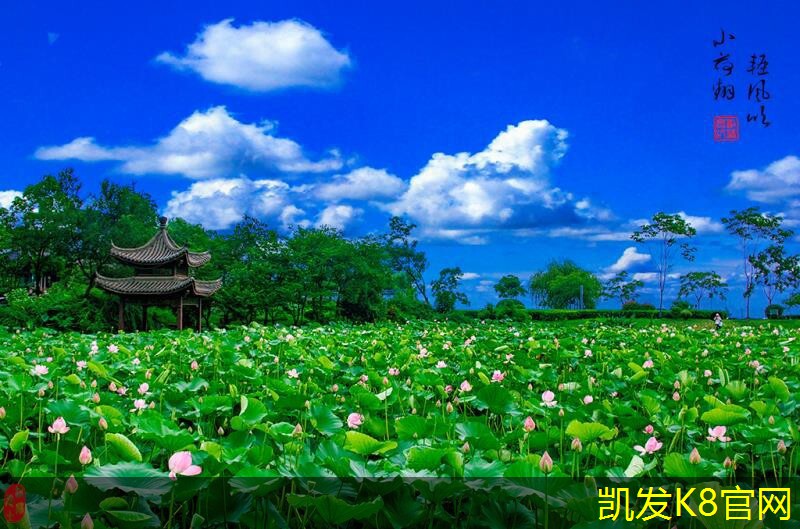 锁扣地板的市场趋势与发展前景